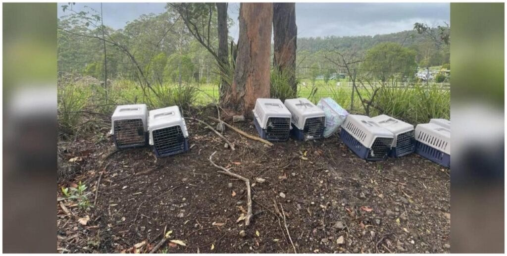 Woman Found 13 Pet Carriers with Kittens: The Heartwarming Rescue Story