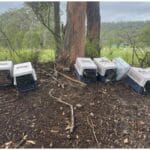 Woman Found 13 Pet Carriers with Kittens: The Heartwarming Rescue Story