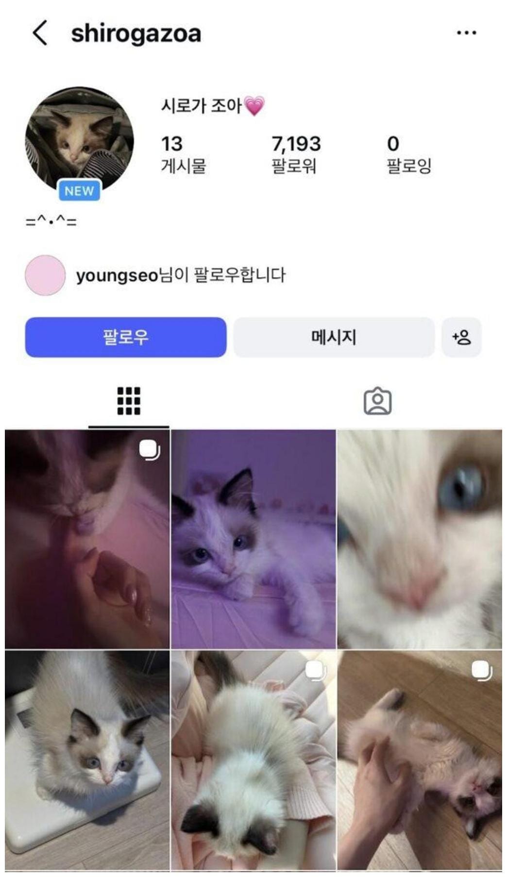 Youngseo's Purebred Cat Purchase: 5 Essential Insights for Cat Parents