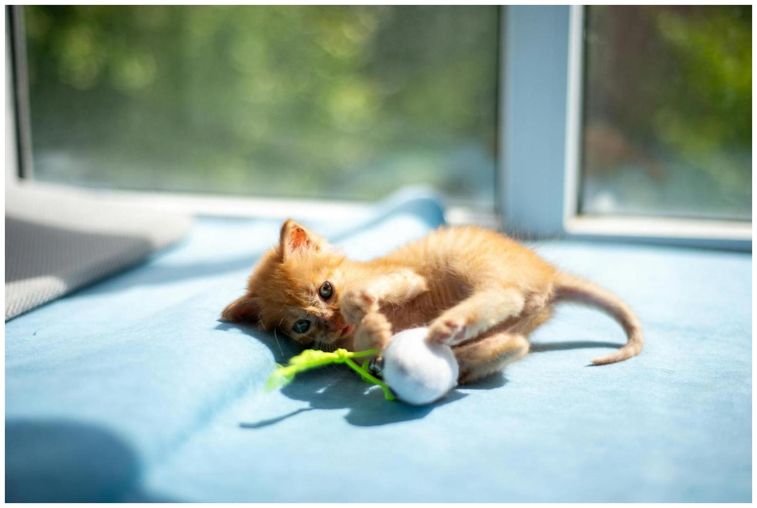 ARIEL is Our Playful VHS Pet of the Week - WOMI Owensboro