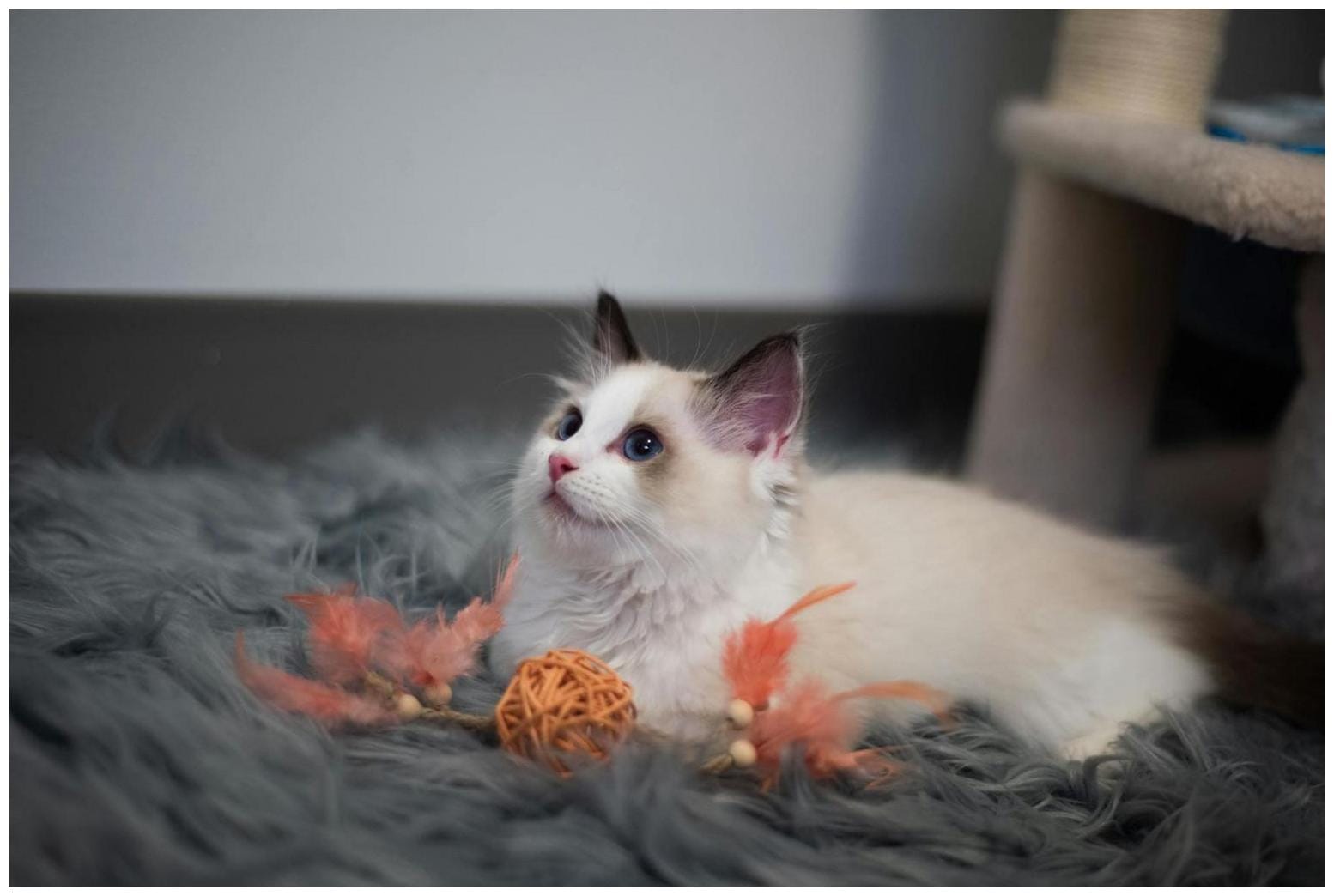 Adopt Ariel Kitten VHS: Your New Playful Family Member Awaits