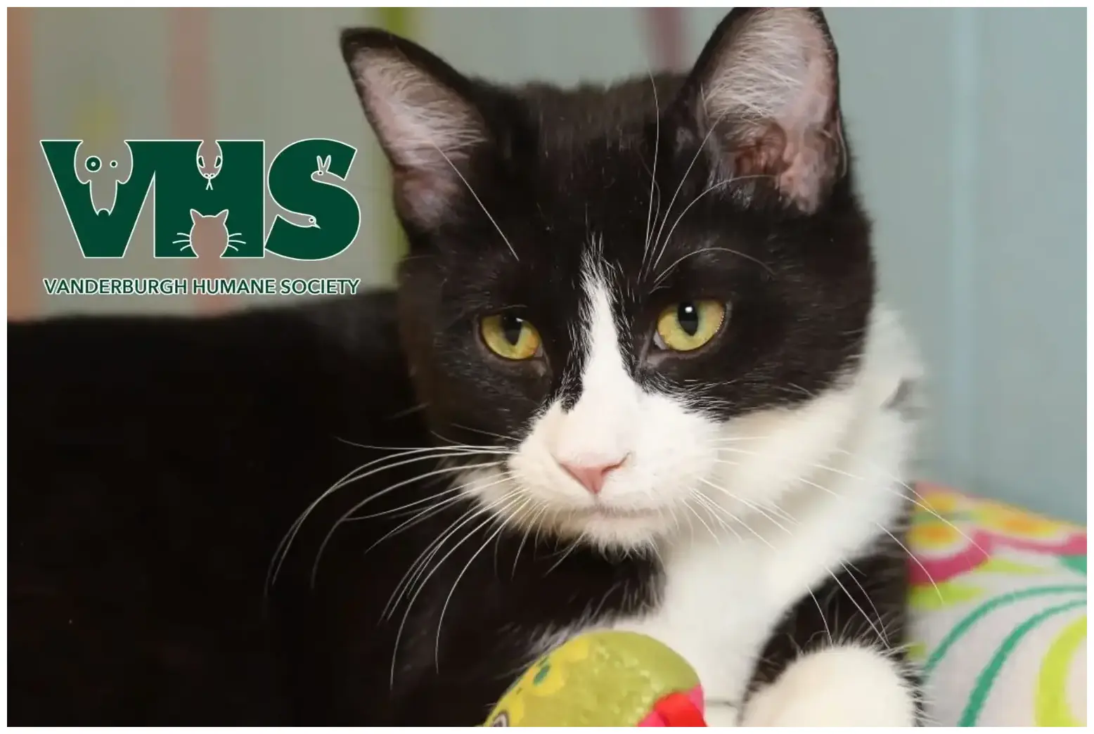 Adopt Ariel Kitten VHS: Your New Playful Family Member Awaits