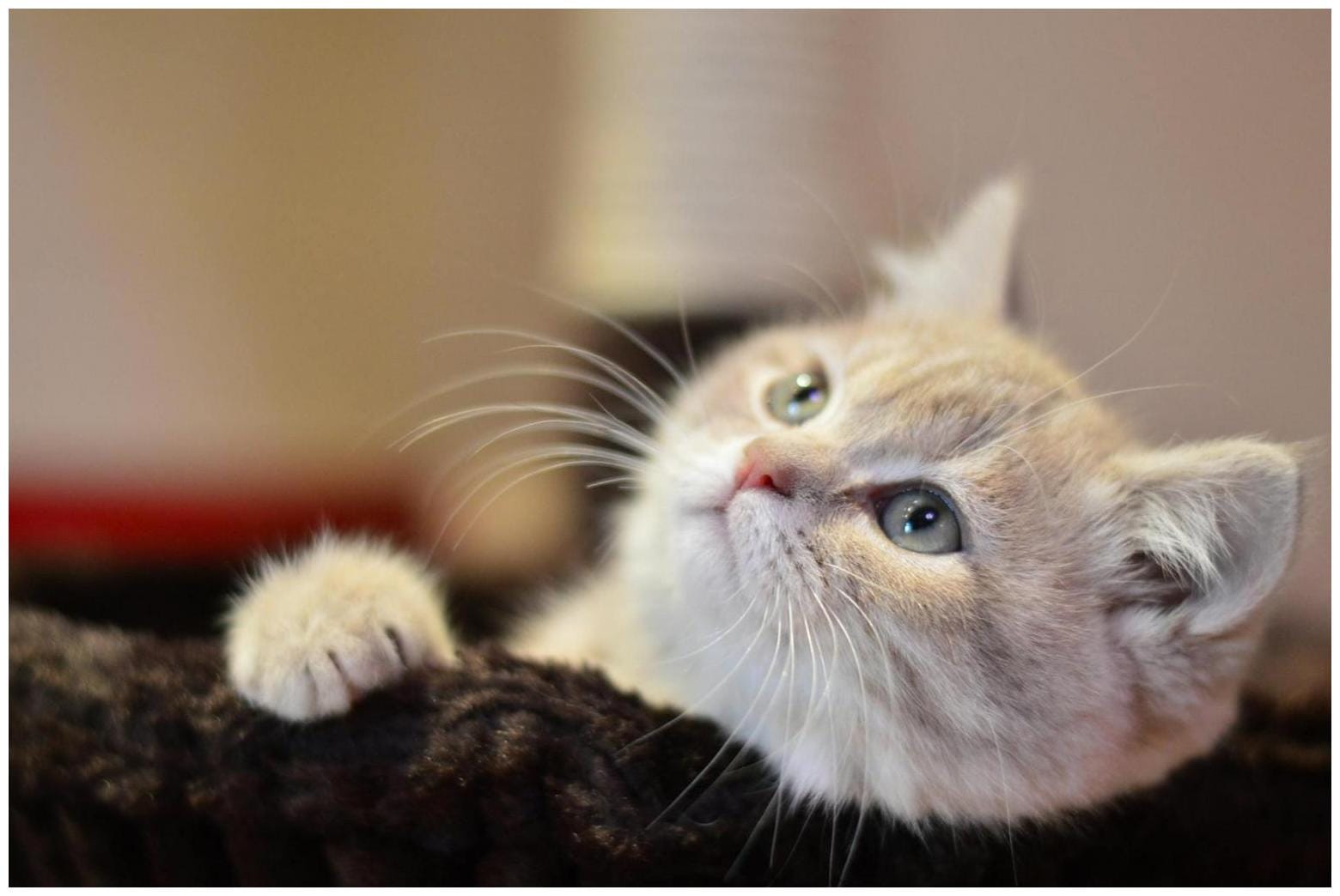 83 Heartwarming Adopted Rescue Pets Home Stories: Learning to Thrive