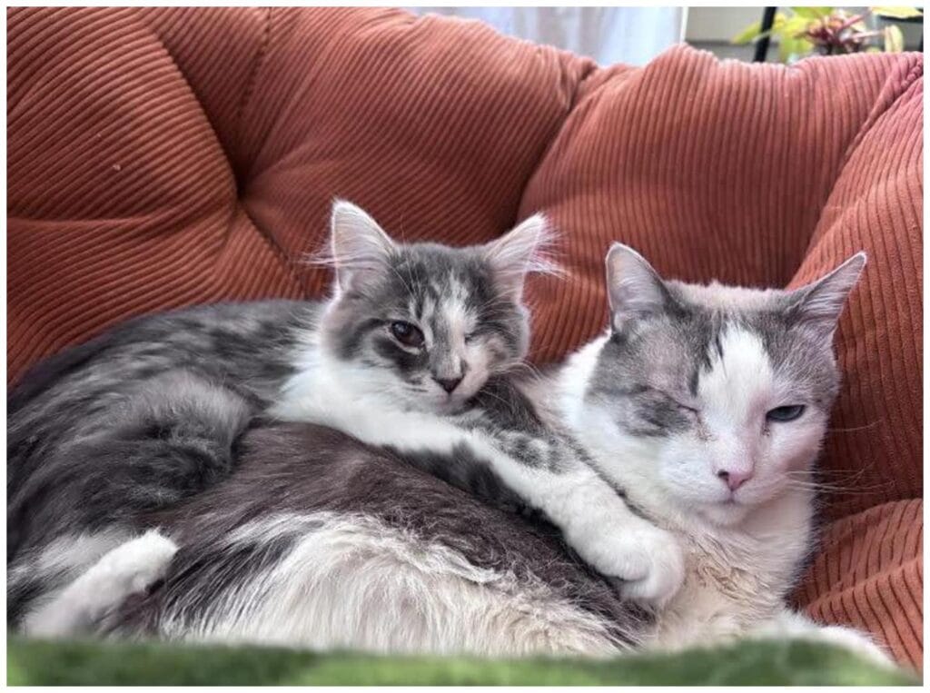 83 Heartwarming Adopted Rescue Pets Home Stories: Learning to Thrive