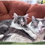 83 Heartwarming Adopted Rescue Pets Home Stories: Learning to Thrive