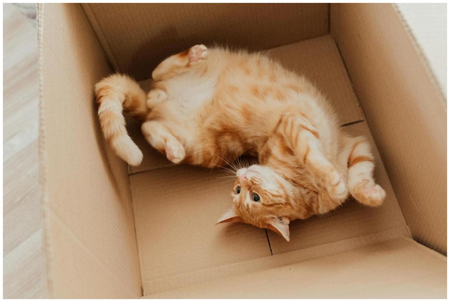 83 Wholesome Pics Of Adopted Rescue Pets Who Are Learning The Meaning Of “Home” (February Edition) - AOL.com