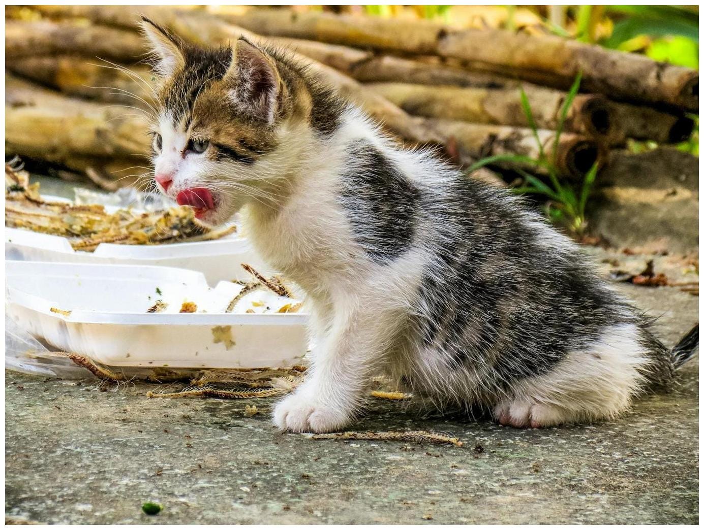 Adorable Kitten Feeding Frenzy: The Cutest Mealtime Moments Ever