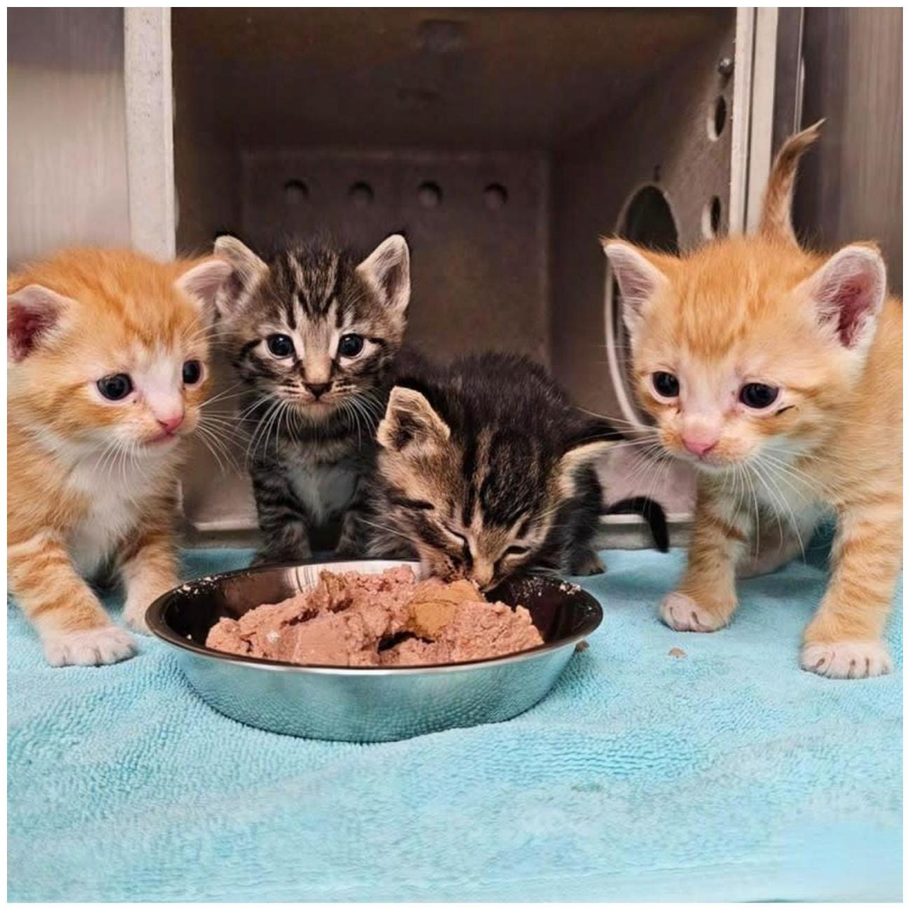 Adorable Kitten Feeding Frenzy: The Cutest Mealtime Moments Ever