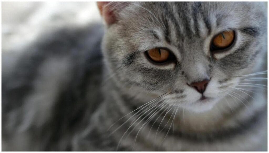 Aggressive Cat Lost Kittens, Found Joy: Sky's Amazing Motherhood Transformation