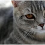 Aggressive Cat Lost Kittens, Found Joy: Sky's Amazing Motherhood Transformation