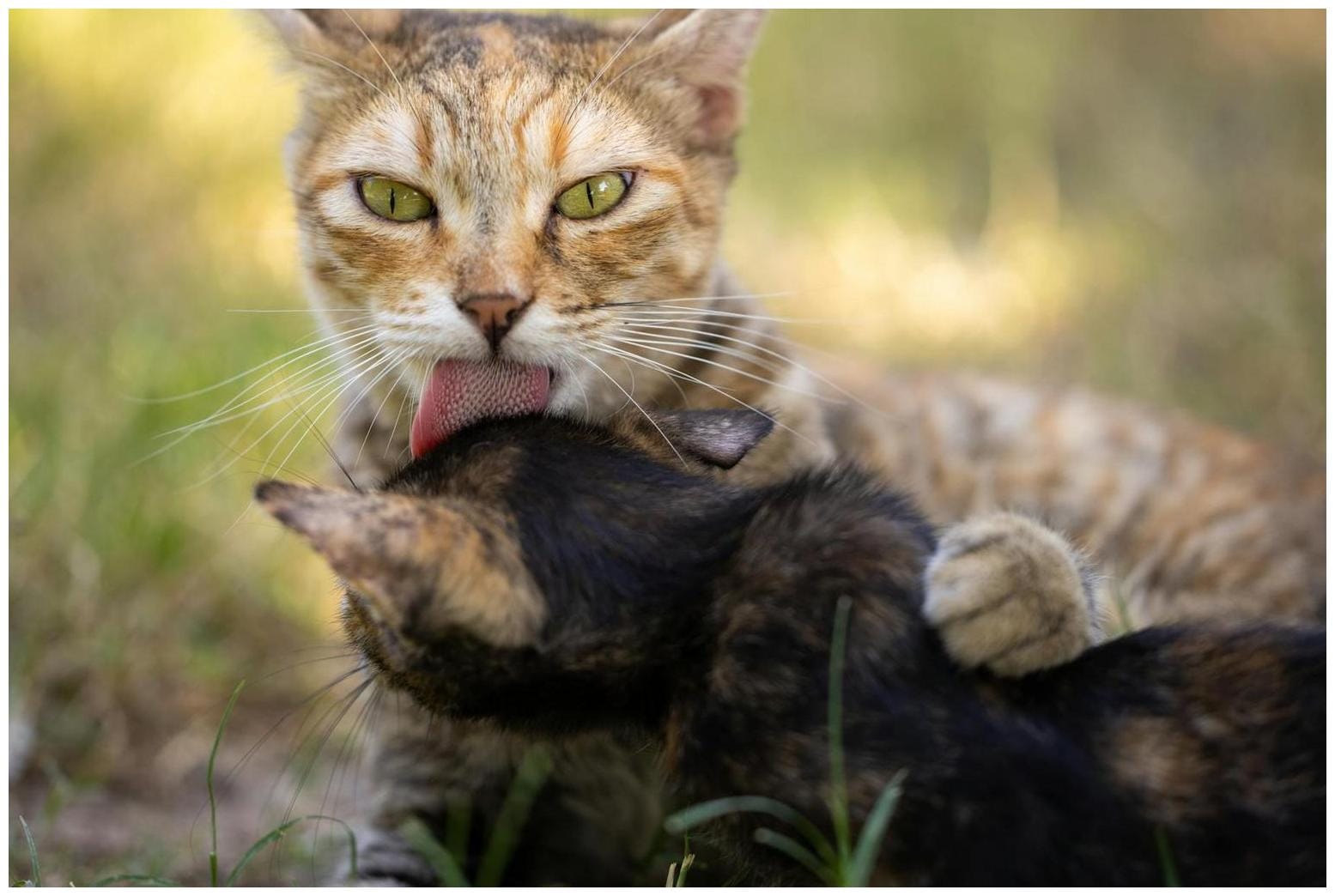 Aggressive' Cat Who Lost Her Kittens Becomes Sweetest Mom When Baby Arrives - Yahoo