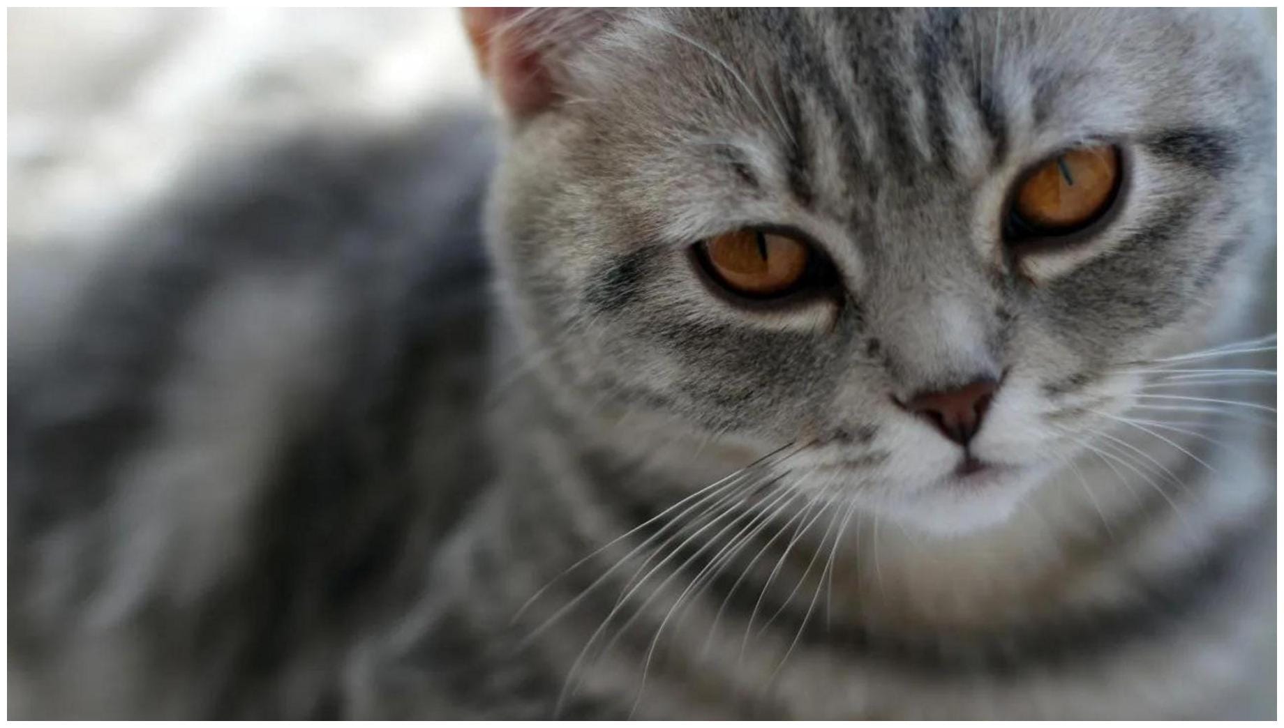 Aggressive Cat Lost Kittens, Found Joy: Sky's Amazing Motherhood Transformation