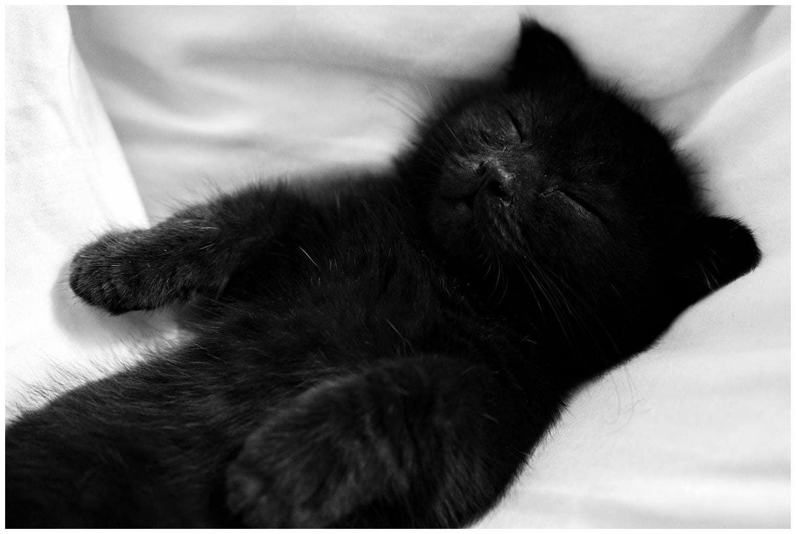 Black Cat Loves Lambs: Ultimate Guide to Unusual Animal Friendships