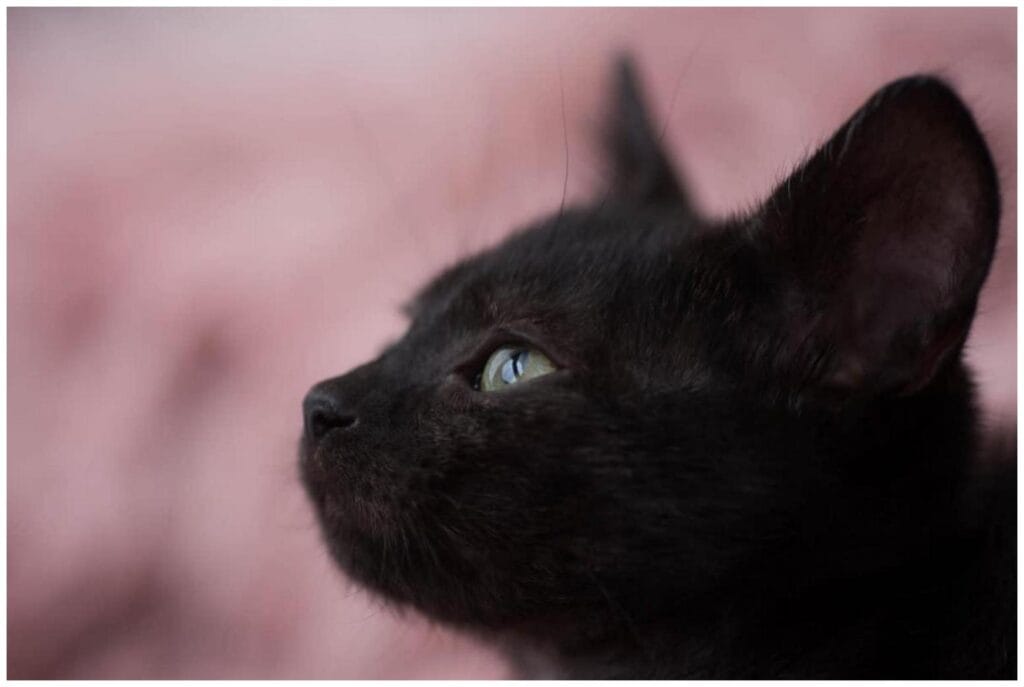 Black Cat Loves Lambs: Ultimate Guide to Unusual Animal Friendships