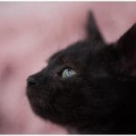 Black Cat Loves Lambs: Ultimate Guide to Unusual Animal Friendships