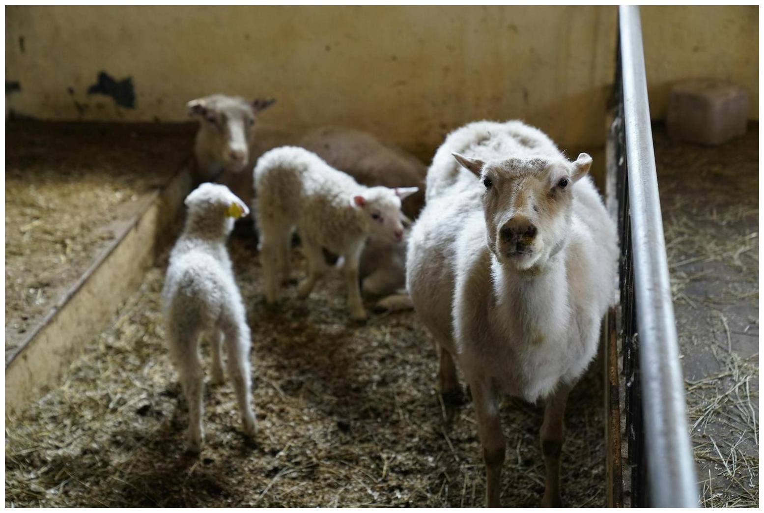 Loving Black Cat Finds His Way Into Barn to Give Newborn Baby Lambs Kisses on a Chilly Night - AOL.com