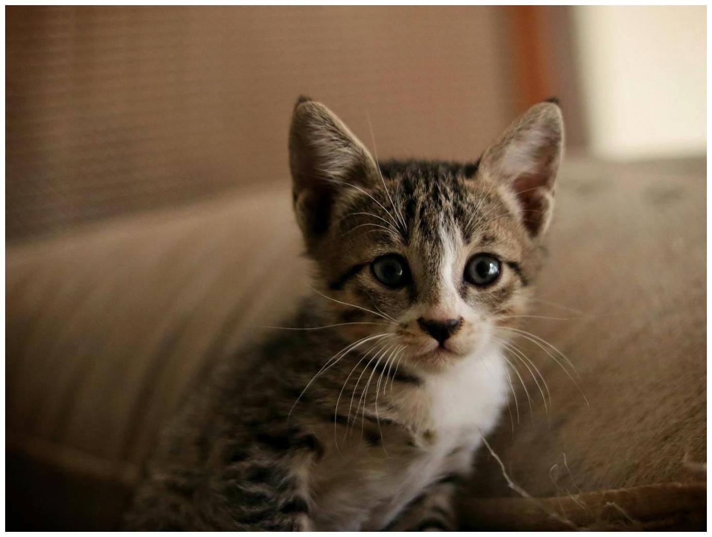 Cat Finds Kitten Couch: Amazing Rescue After Persistent Screaming