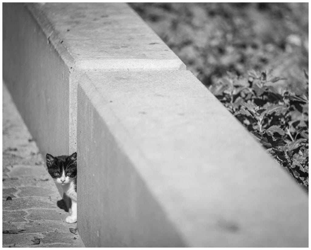 Cat Finds Kitten Couch: Amazing Rescue After Persistent Screaming