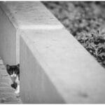 Cat Finds Kitten Couch: Amazing Rescue After Persistent Screaming