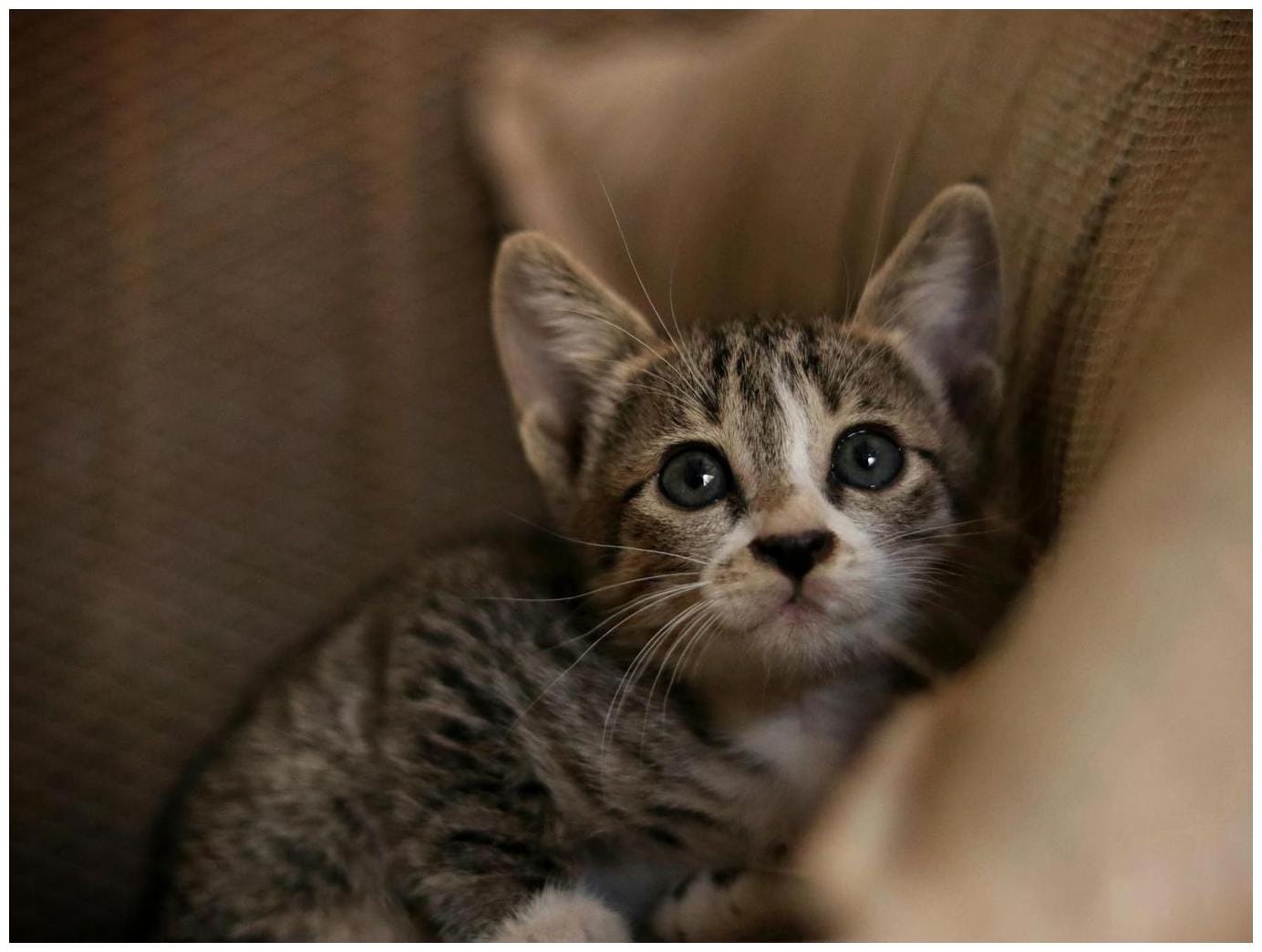 Cat Won’t Stop ‘Screaming’ at Couch—Shock Over Who Owner Finds Underneath - Newsweek