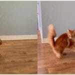 Cat Gets Spooked by Owner’s Request: Hilarious Video Watch Now