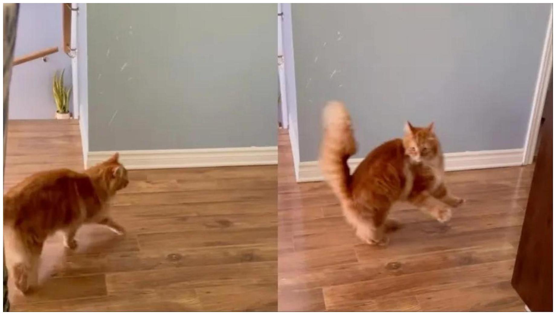 Cat Gets Spooked by Owner’s Request: Hilarious Video Watch Now