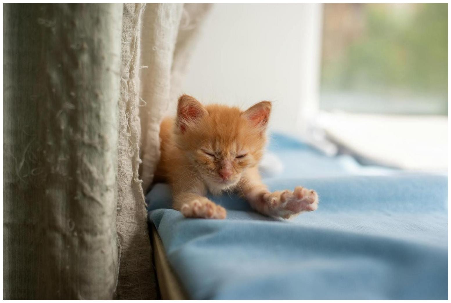 Woman Wondered If Cat Missed Her When She Was Gone—Then She Checked Petcam - Newsweek