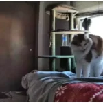 Amazing Cat Missed Owner Petcam: The Truth Revealed When You're Away