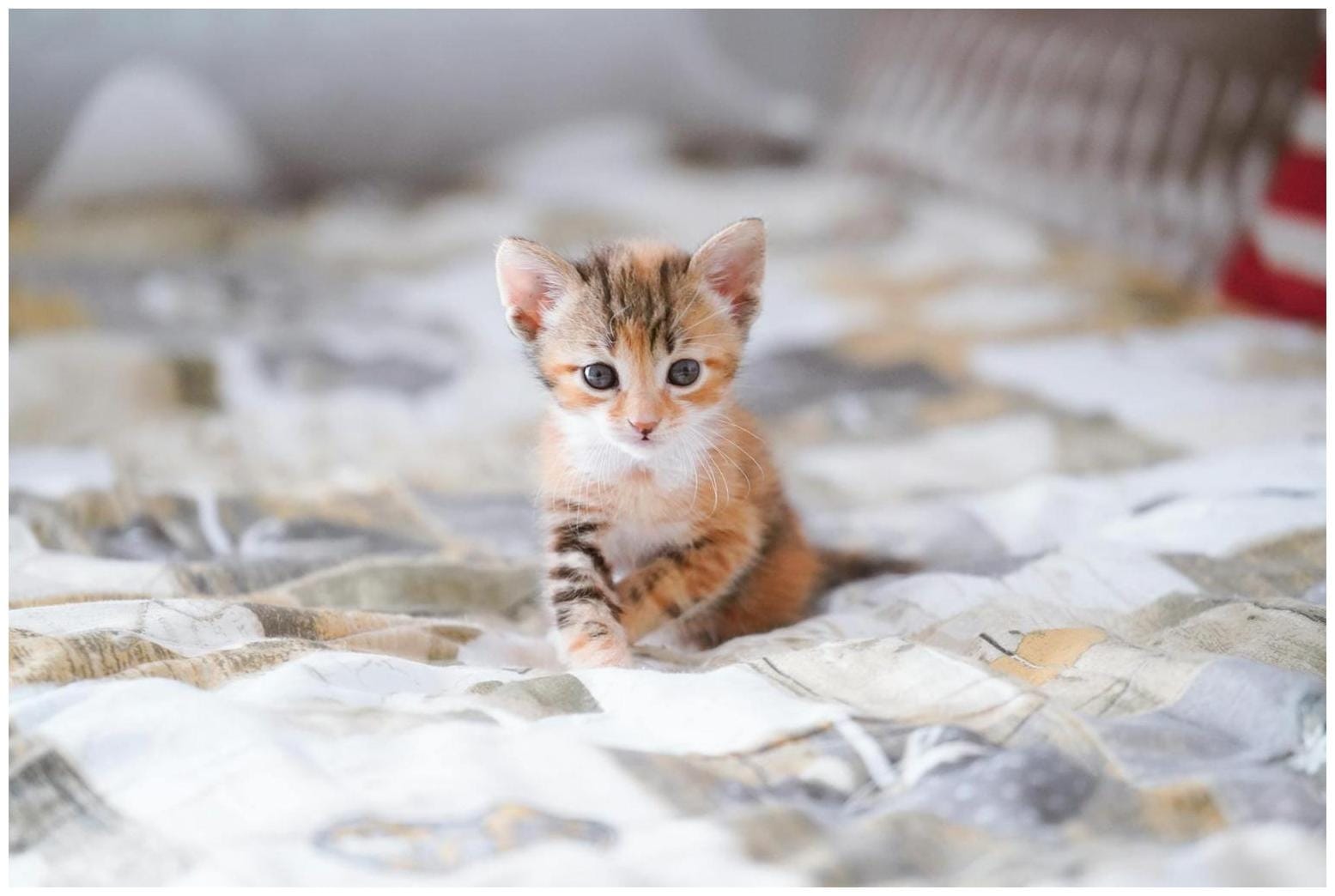 Amazing Cat Missed Owner Petcam: The Truth Revealed When You're Away