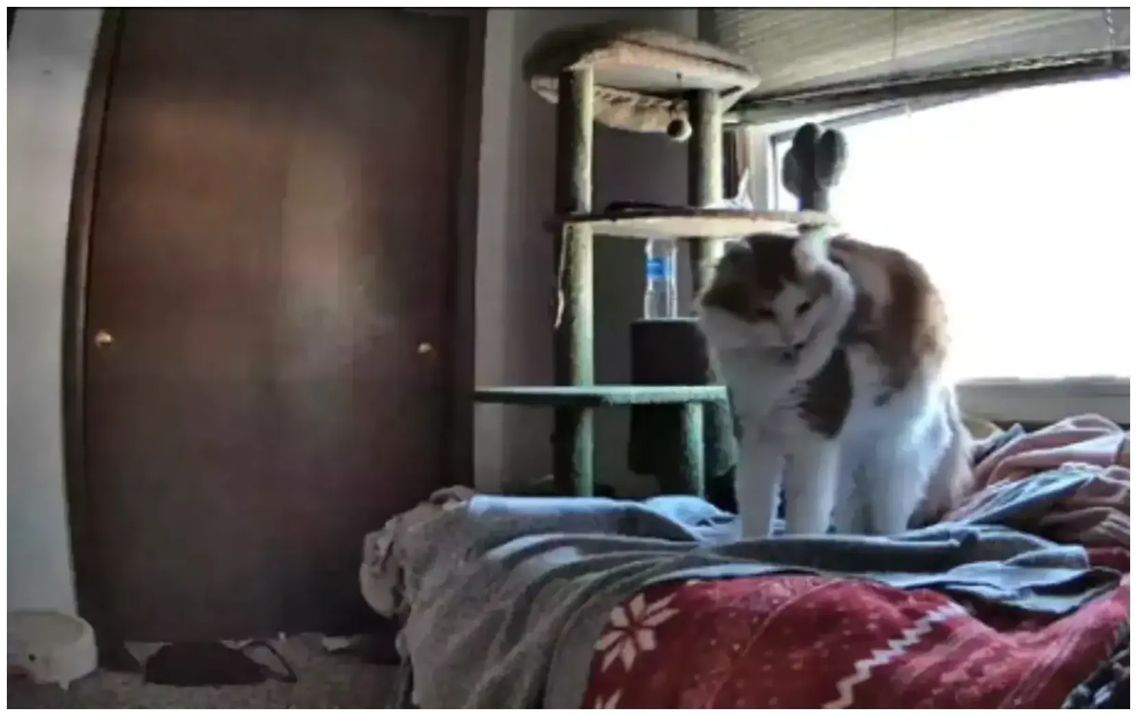 Amazing Cat Missed Owner Petcam: The Truth Revealed When You're Away