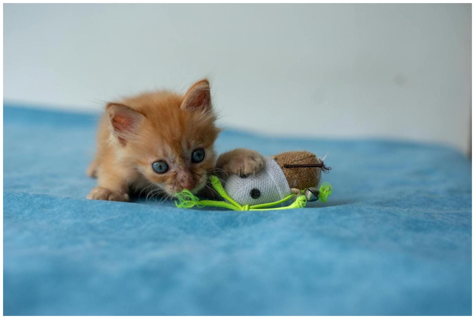 Cat Roller Coaster Experience: A Purrfect Ride for Your Feline