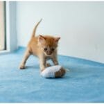 Cat Roller Coaster Experience: A Purrfect Ride for Your Feline