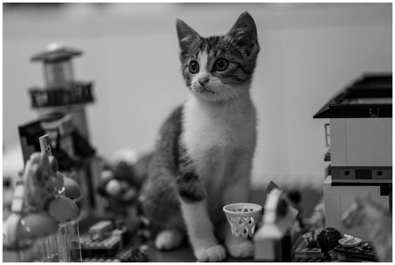 Internet in Stitches As Cat Has Very Own Roller Coaster Experience - Newsweek