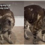 Cat Saying Cow Video: Adorable Feline Impresses Internet