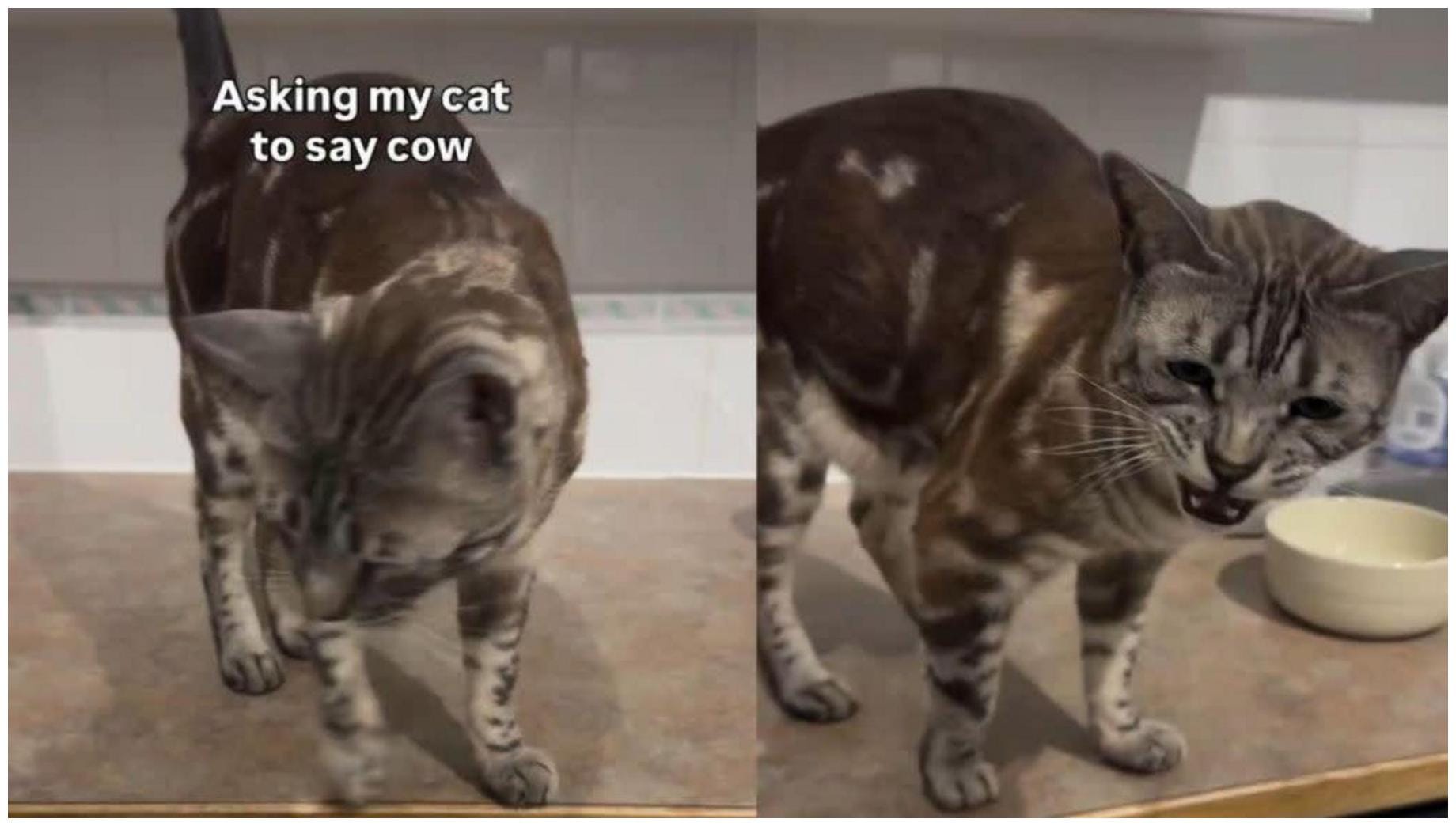 Video: Cat Impresses Internet by Adorably Saying ‘Cow’ - AOL.com