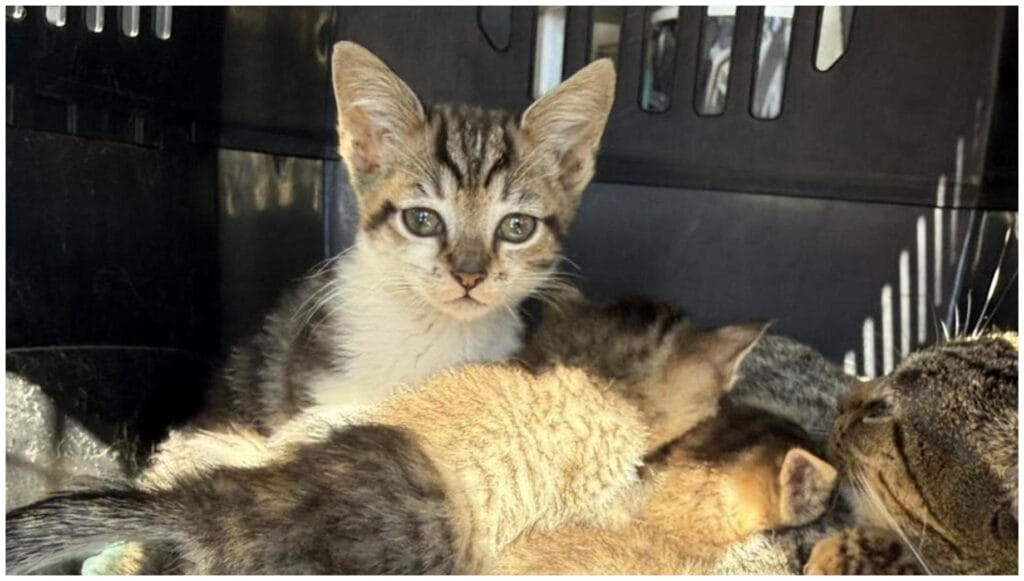 Heartbreaking: Over 50 Cats Surrendered Lexington KY Needs Your Help