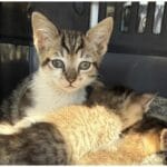 Heartbreaking: Over 50 Cats Surrendered Lexington KY Needs Your Help