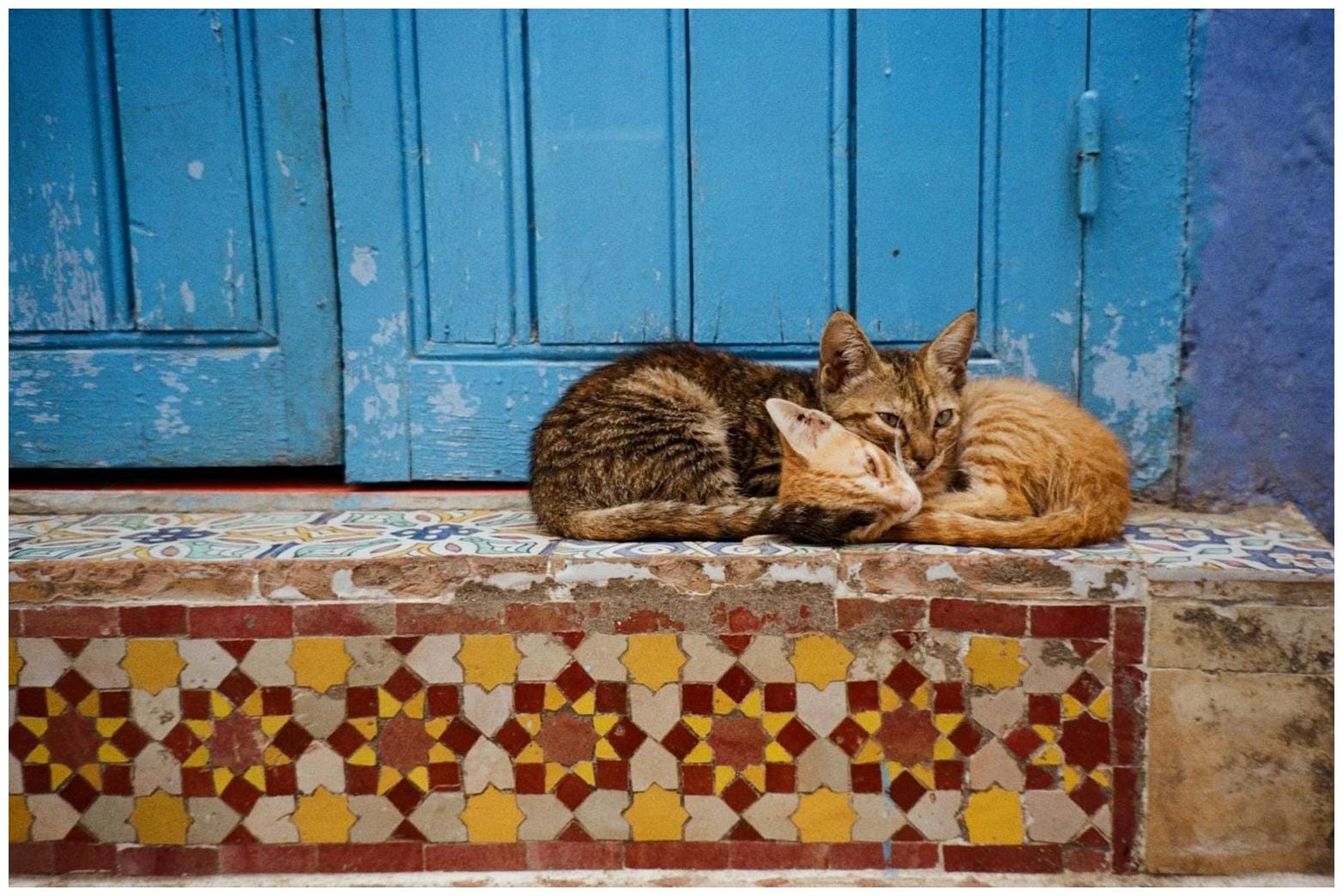 Cats Won't Let Family Leave The House Without Them: 7 Proven Reasons Every Owner Should Know