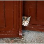 Cats Won't Let Family Leave The House Without Them: 7 Proven Reasons Every Owner Should Know