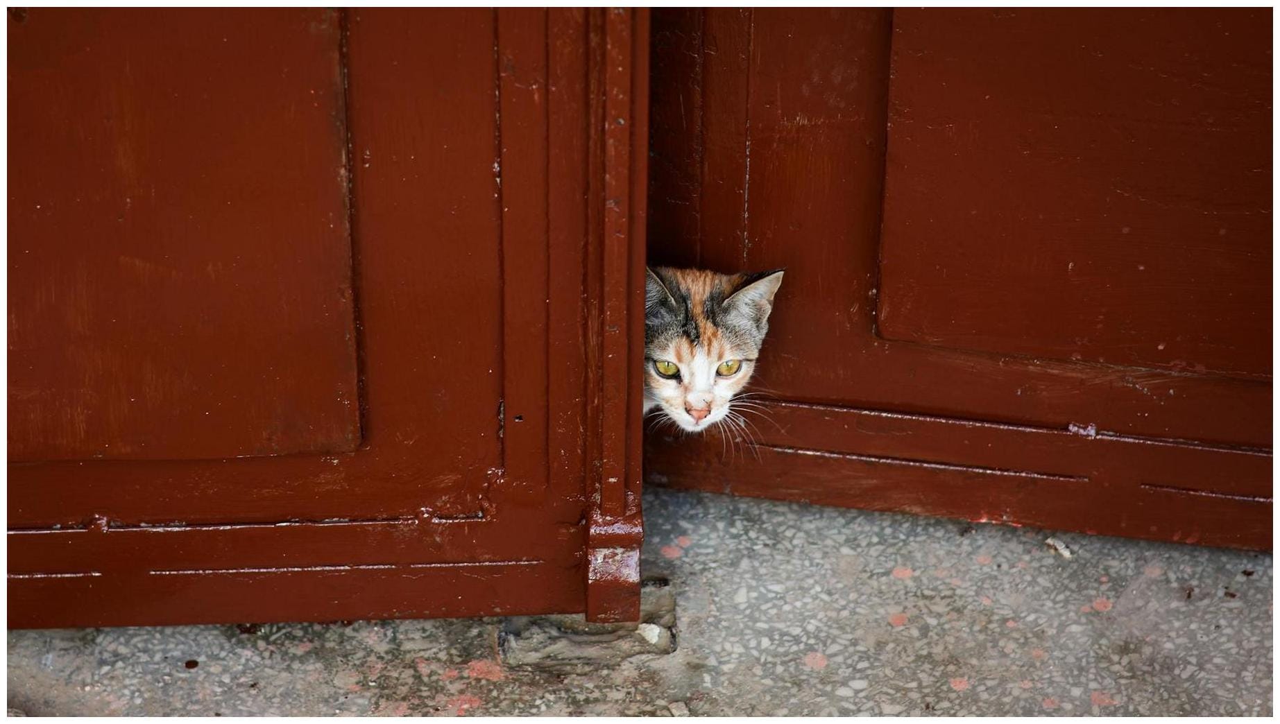 Cats Won't Let Family Leave The House Without Them: 7 Proven Reasons Every Owner Should Know