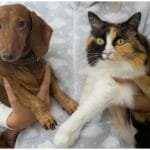 Dachshund Cat Friendship: Owner Worried, Then Amazed by Unexpected Bond