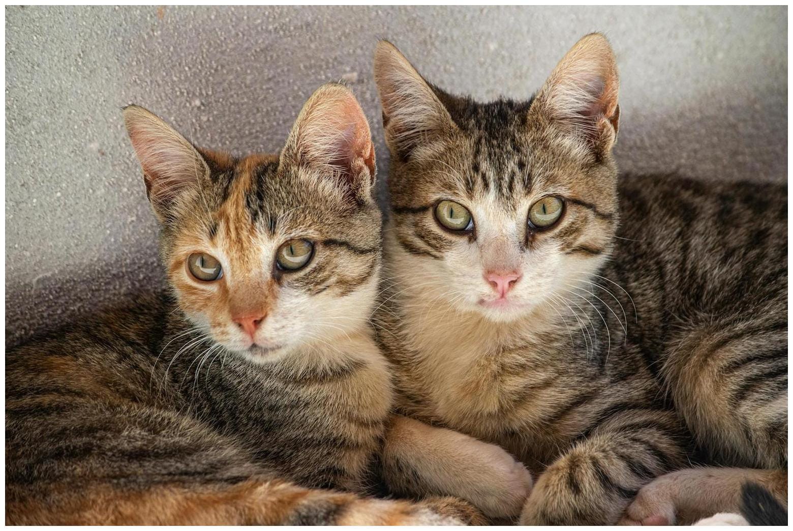 Owner Worried Dachshund, Cat Wouldn’t Get Along—Unprepared for What’s Next - Newsweek