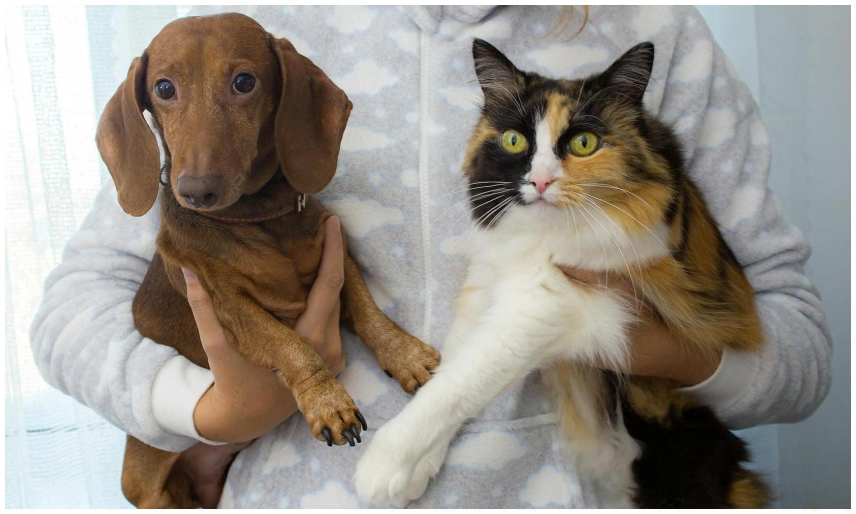 Dachshund Cat Friendship: Owner Worried, Then Amazed by Unexpected Bond