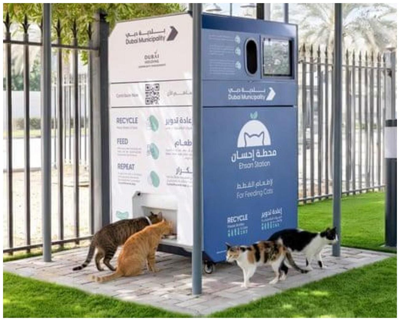 Ultimate Guide to Dubai Abandoned Pets Cats: Understanding the Crisis