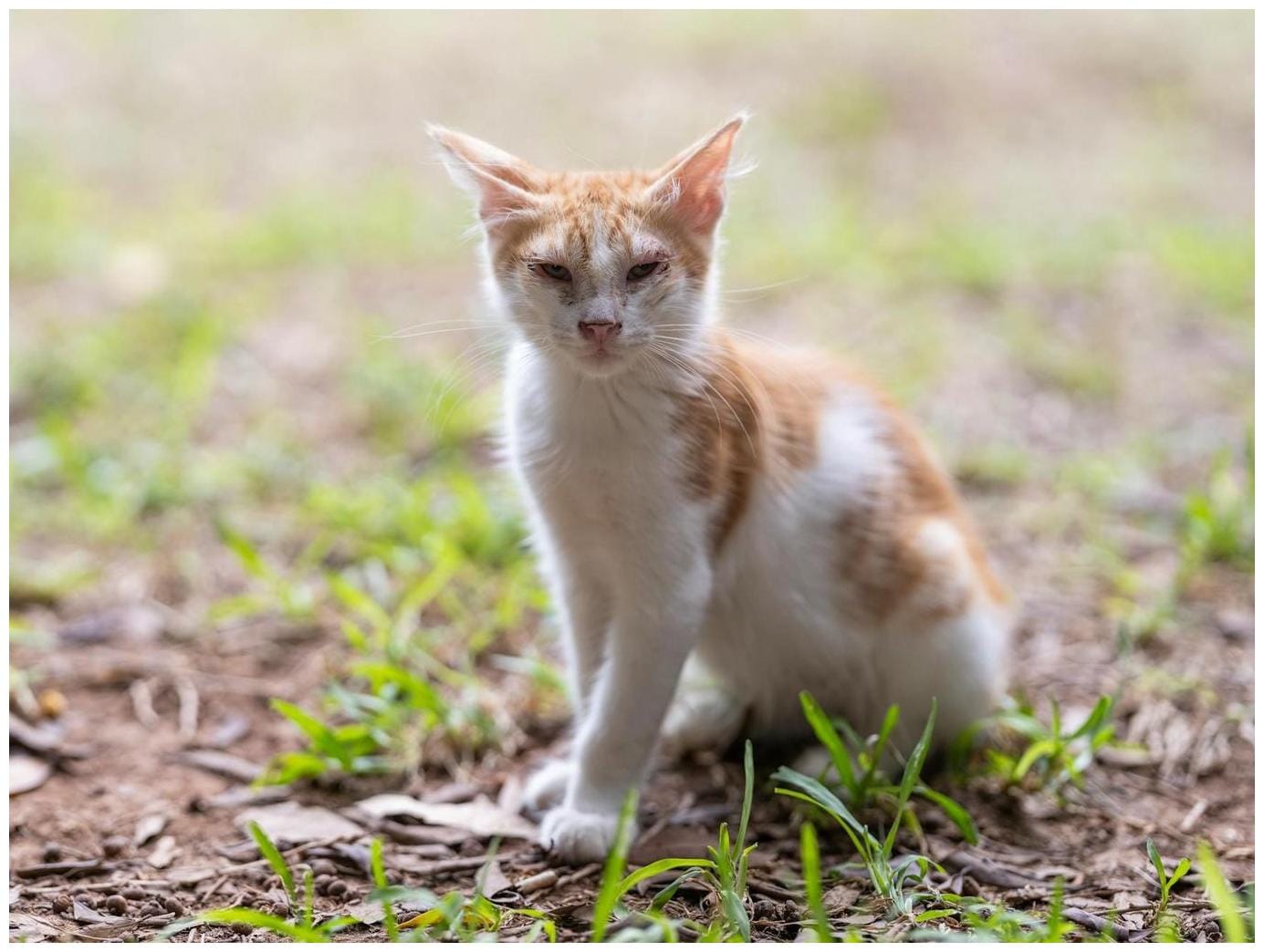 Gen Z Cat Adoption Soars: Understanding Modern Pet Parent Trends