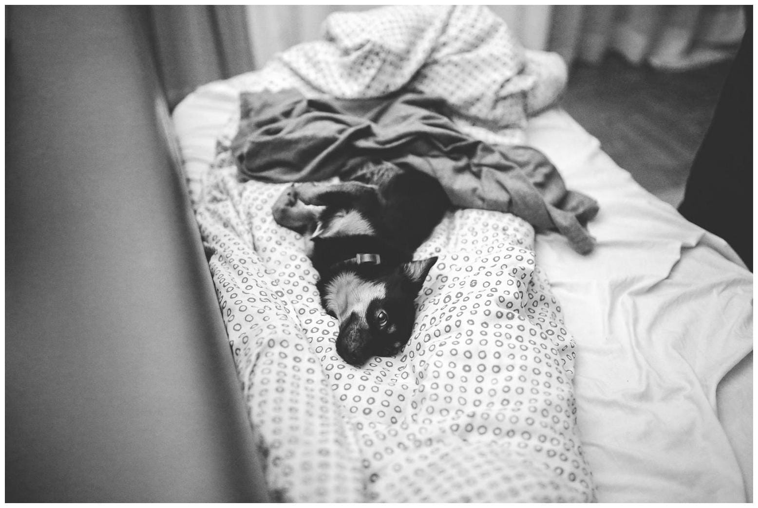 German Shepherd Checks Newborn Kittens: The Sweetest Morning Ritual