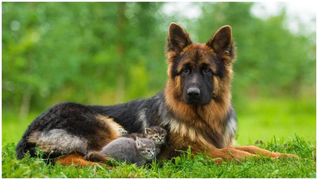 German Shepherd Checks Newborn Kittens: The Sweetest Morning Ritual
