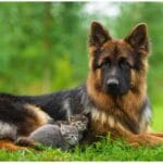 German Shepherd Checks Newborn Kittens: The Sweetest Morning Ritual