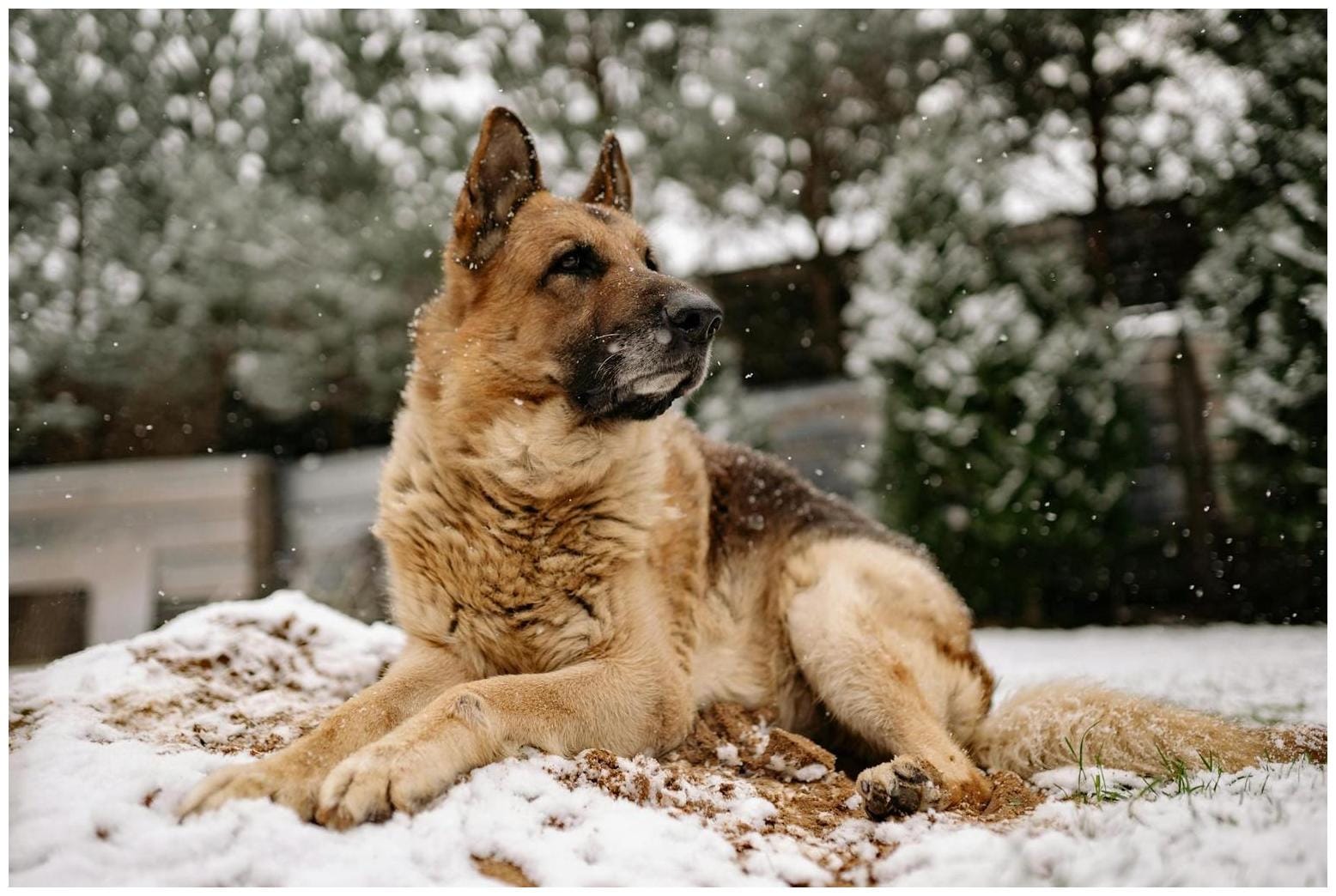 German Shepherd Checks on 'Her' Newborn Kittens Every Morning and It’s Too Much - Yahoo