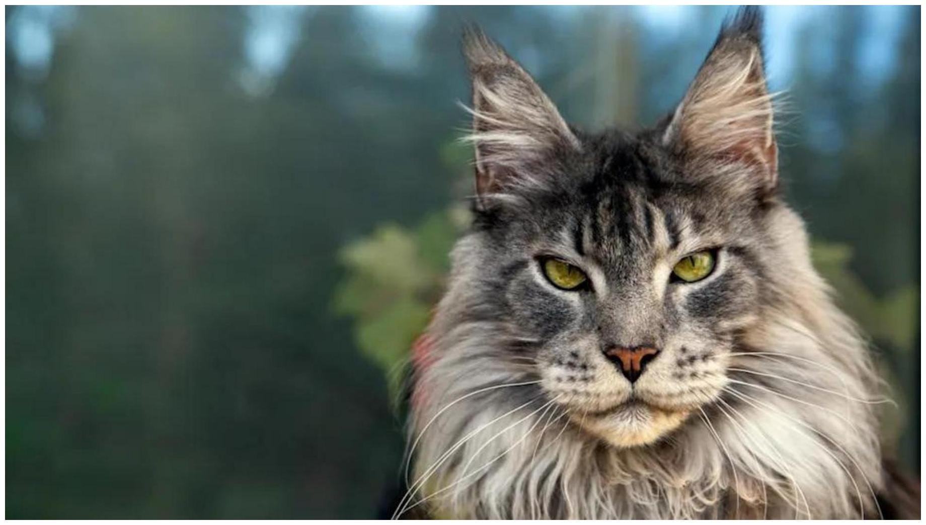 Ghost Face Maine Coon Kitten: Meet Nimbus, the Sweetest Feline